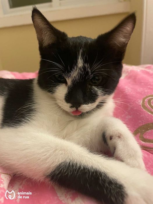 Ziggy | Para Adoção