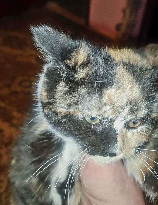 Отдам в хорошие руки