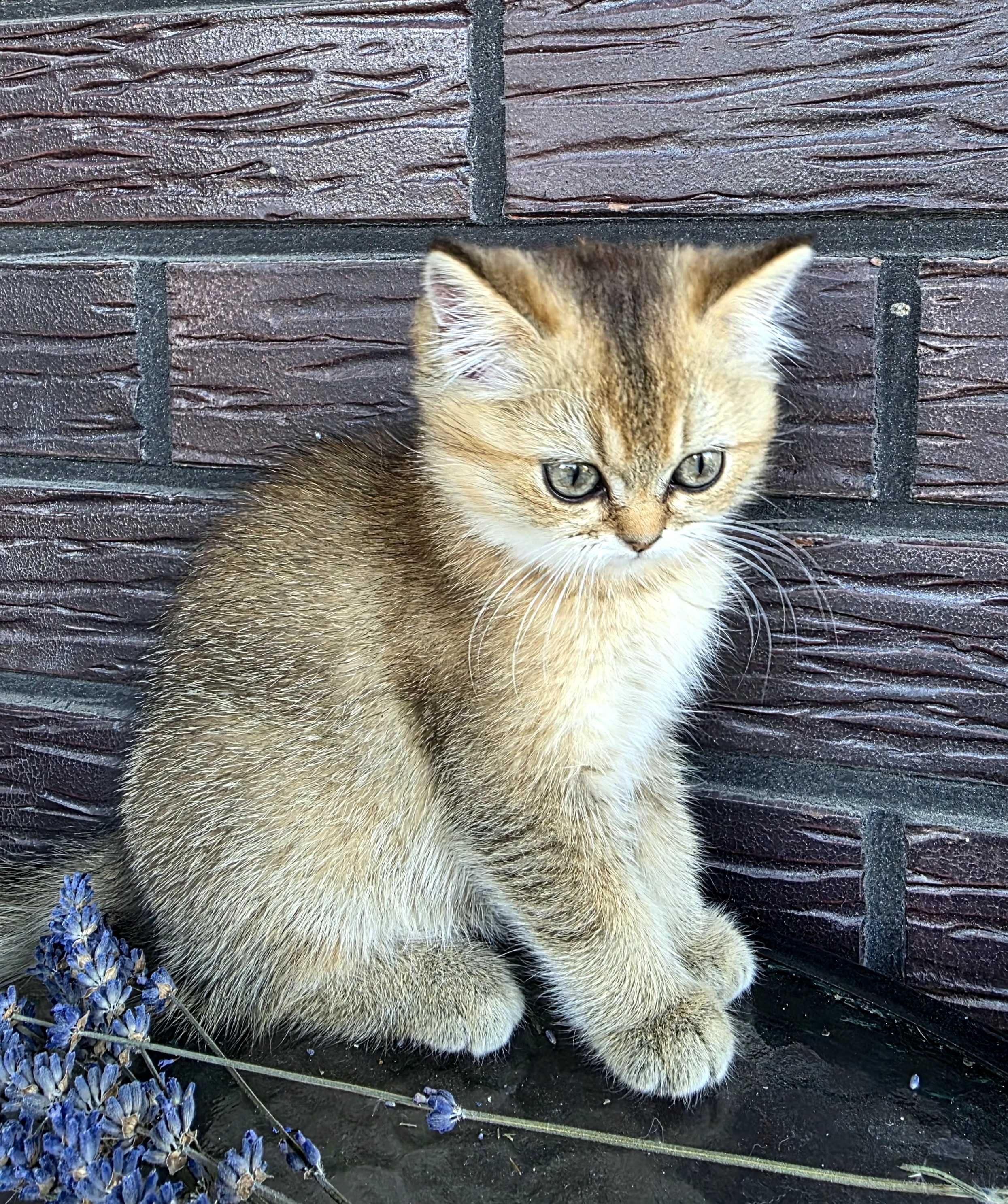 Кошеня золота шиншила