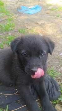 Castro Laboreiro com Labrador