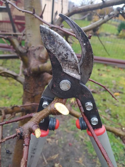 Обрізка плодових дерев, послуги садівника, зріз дерев