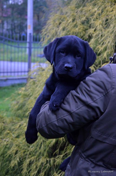 Labrador Retriever, metryka ZKwP (FCI)
