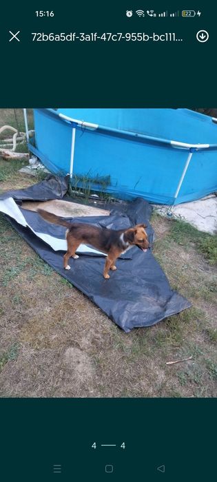 Pilnie oddam tylko w dobre ręce