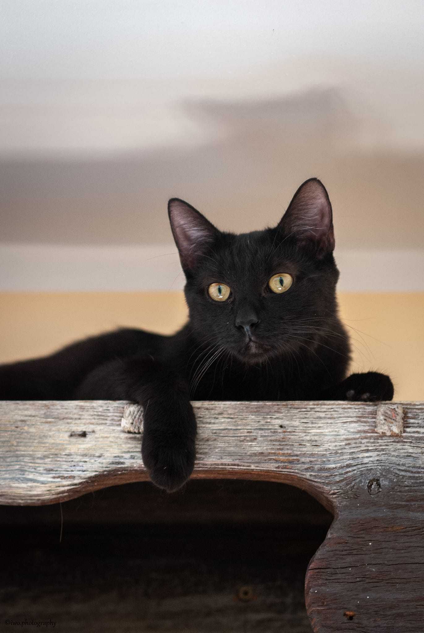 Ozi -czarny kot na szczęście