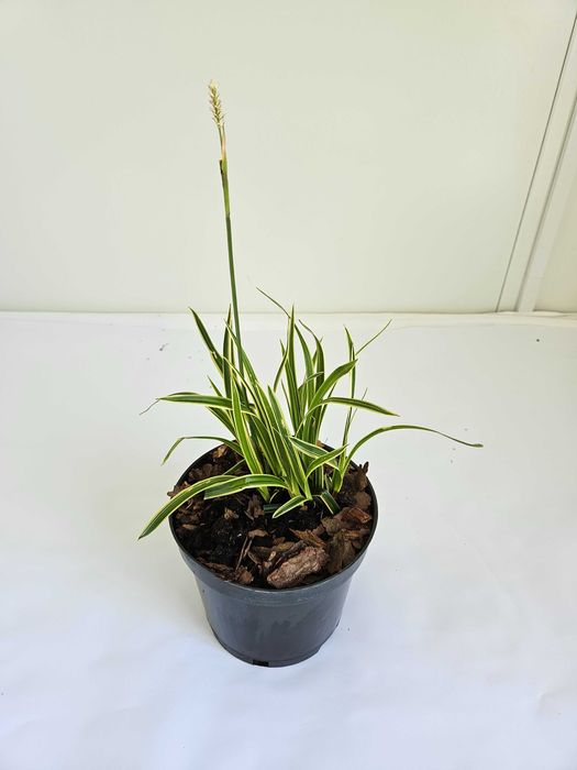 Turzyca morrowa 'Ice Dance' (Carex morrowii 'Ice Dance')