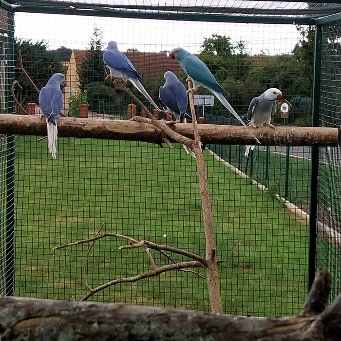 Aleksandretta obrozna