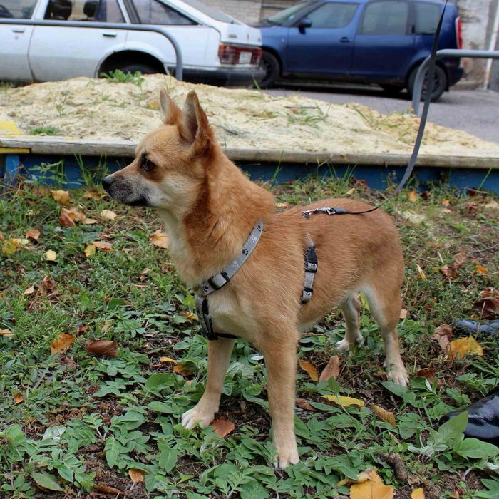 Собачке нужен дом