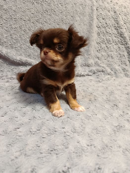 Чихуа довго шерстні,хлопчики
