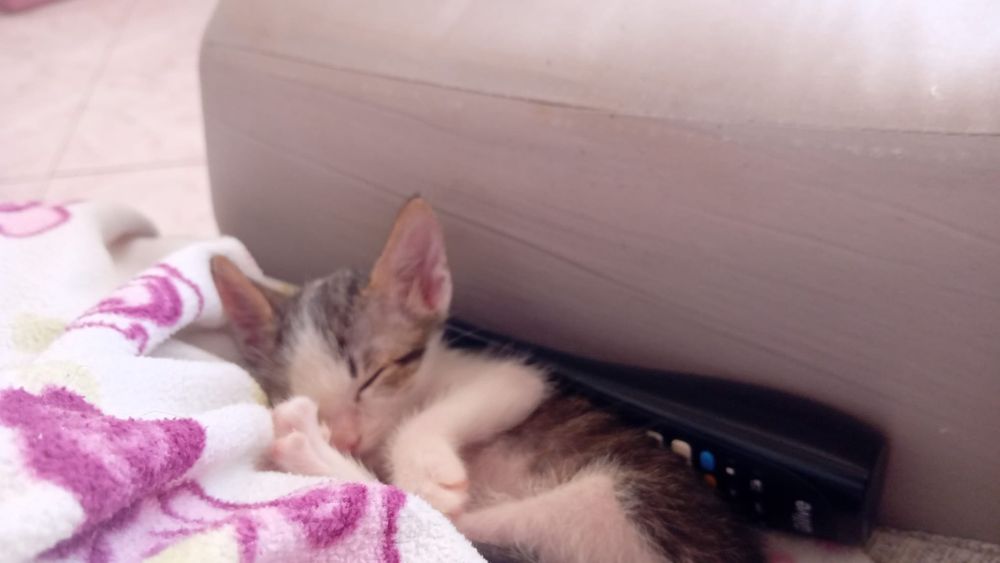 DOA-SE filhote de gato.