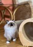 Ragdoll seal mitted chlopiec