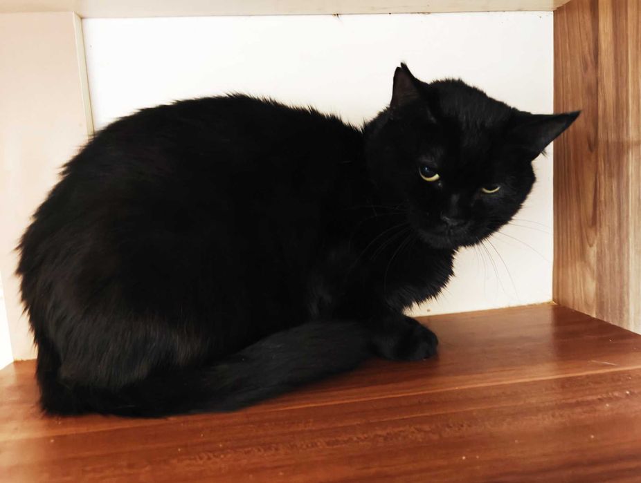 Стильна чорна пантерка кішка Мока 4 роки буде найвдячнішою, дайте шанс
