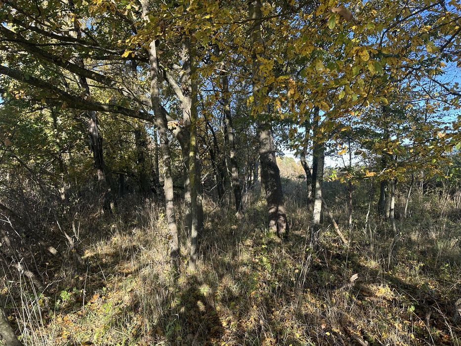 Drzewo na pniu sprzedam