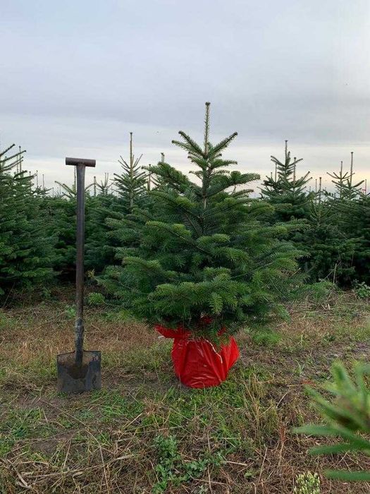 Choinki w donicach jodła kaukaska prosto z Danii klasa PRIMA!