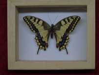 Motyl w ramce 10 x 8 cm . Paź królowej - Papilio machaon .