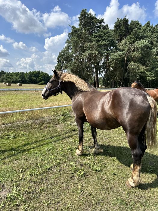 Sprzedam klacz zimnokrwistą