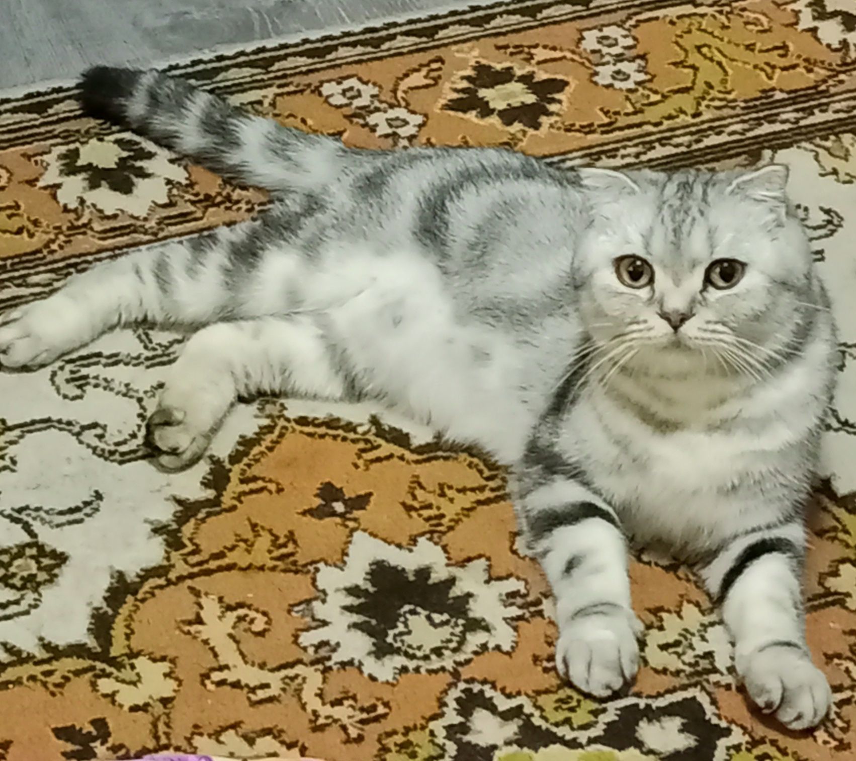 Продам мраморных котят.