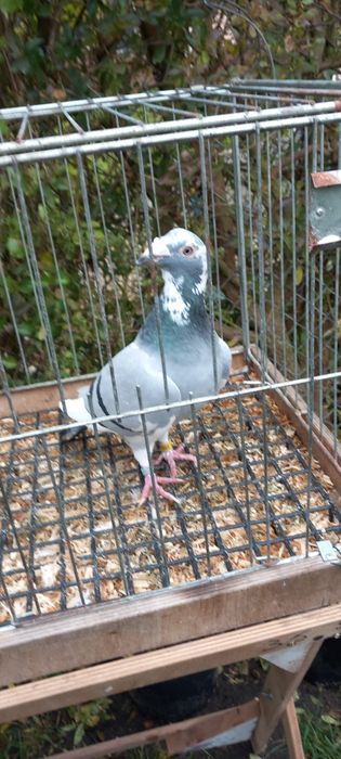 Gołębie staropolskie