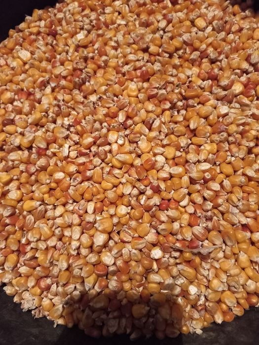 Kukurydza ziarno sprzedam