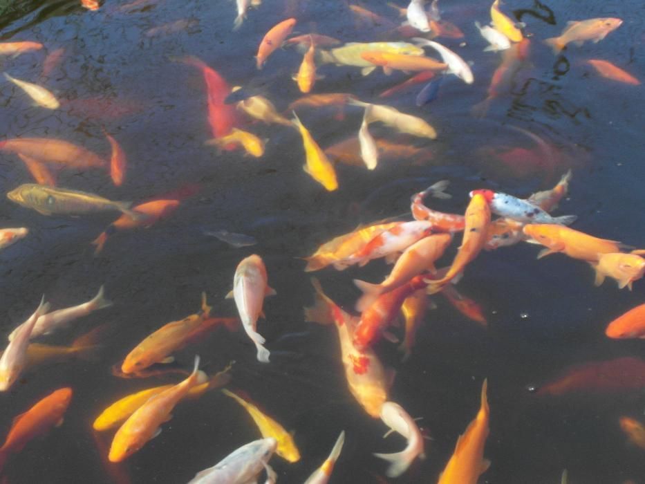 Ryby lin karp koi amur jesiotr sum karaś sandacz pstrąg - Wysyłka