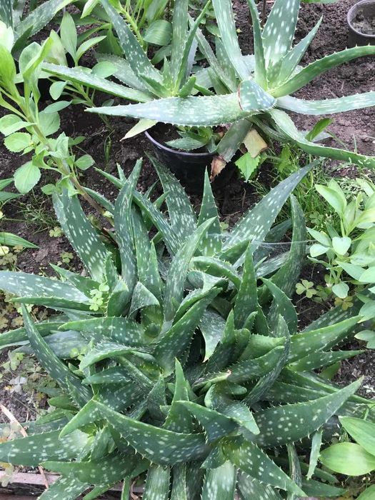 Алое Вера в горщику