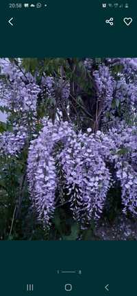 Nasiona wisterii