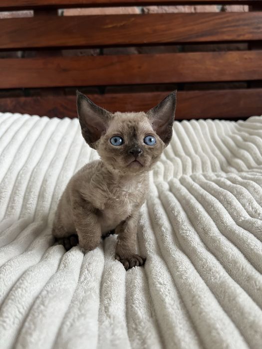Kocurek Devon Rex WCF lekgalna hodowla