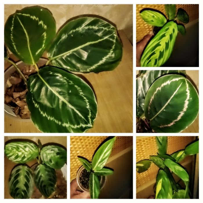 Продам калатея, строманта, маранта та ктенанта .