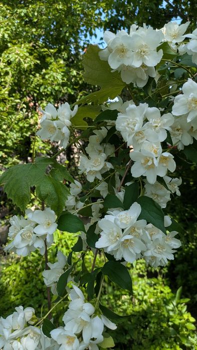 Жасмин махровий Юстина