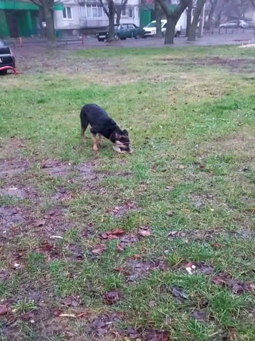 Замечена собака. Новые дома