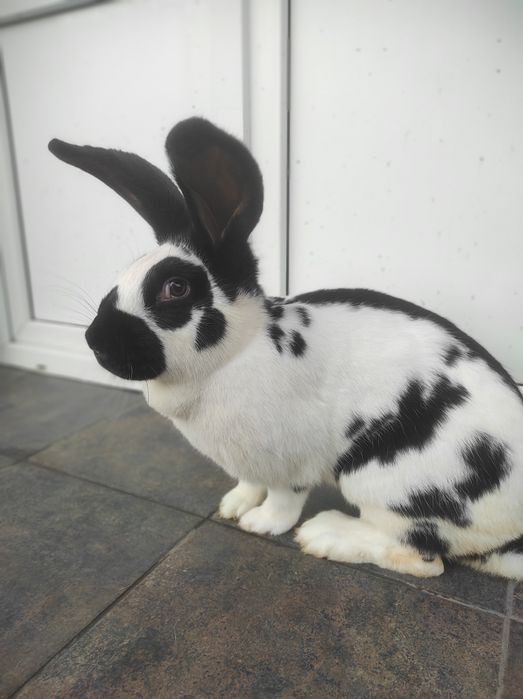 Кролі — Строкачі