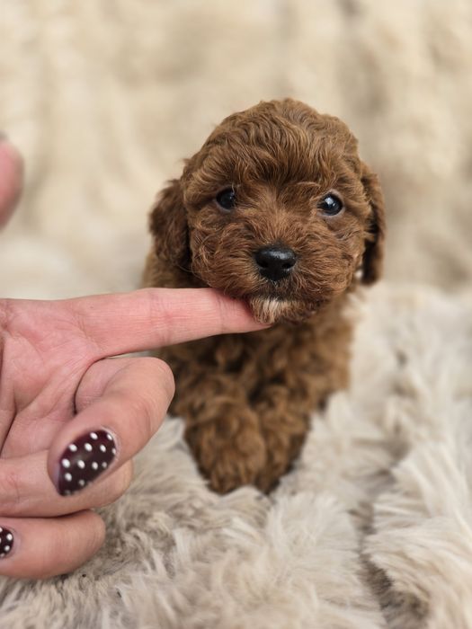 Cavapoo f1B chłopiec Pudel toy red brown badania