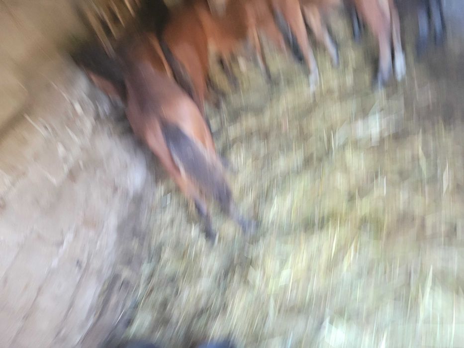 Fêmeas garranas  compatíveis