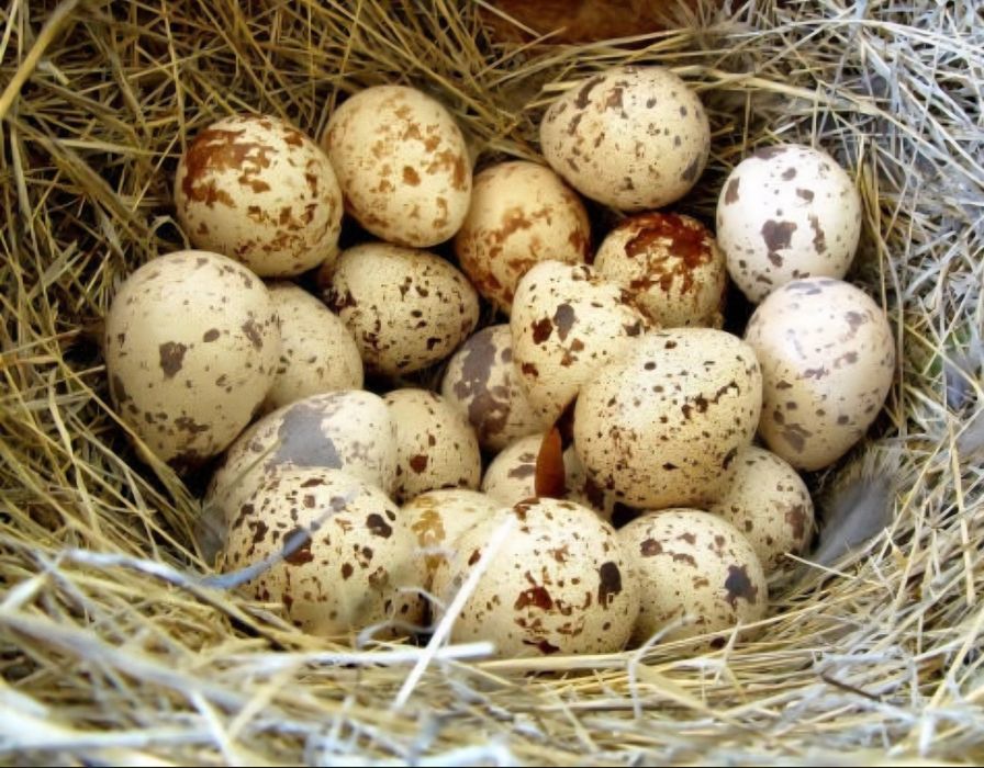 Інкубаційне яйце техаських перепелів