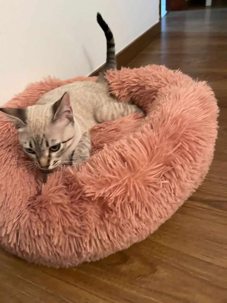 Cama para Animais, com Entrega Grátis