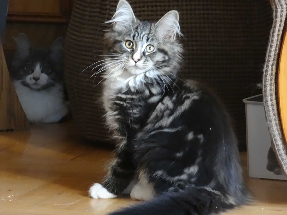 Kotek Maine Coon