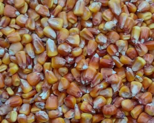 Продам кукурудзу, волога 17%. 8000грн/т.