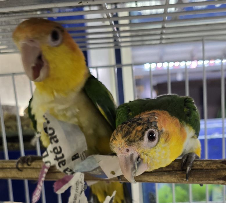Marianinhas muito meigas