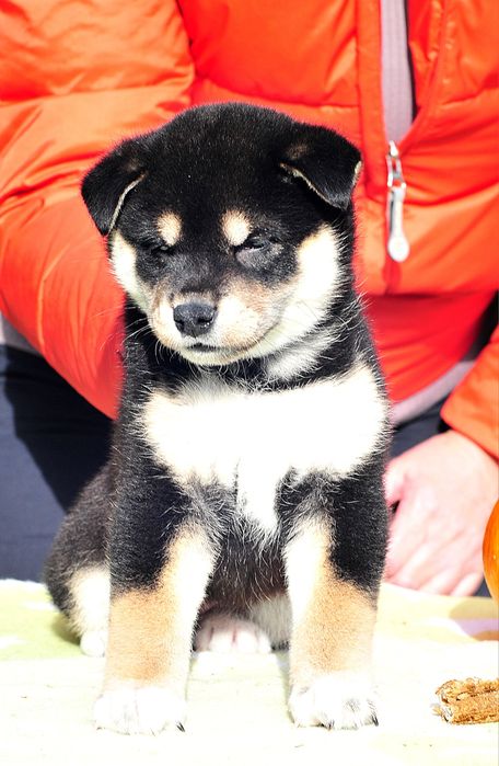 Шиба-іну малюки , Сіба-іну