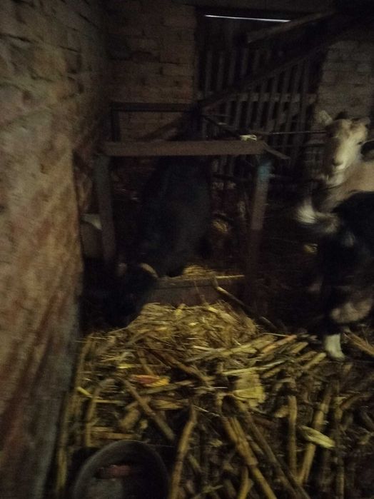 Продам молоденькі Кози