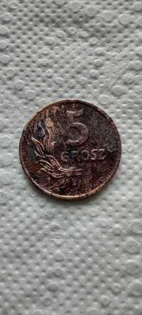 Moneta 5 groszy z 1949 roku - uszkodzona.