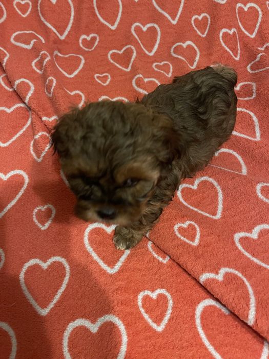 Shihpoo- uroczy piesek pudel, shih tzu