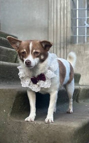 Отдам даром в добрые руки собачку метис маленькой породы