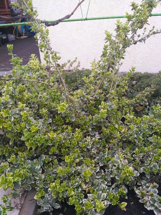 бересклет різний