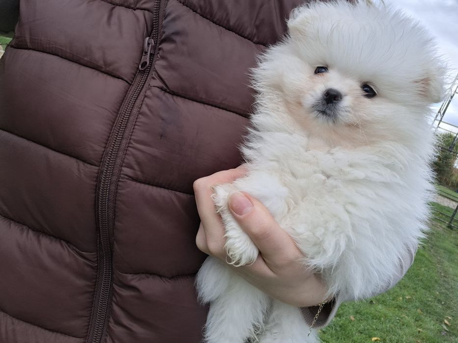 Suczka rasy szpic miniaturowy biały, piesek miś