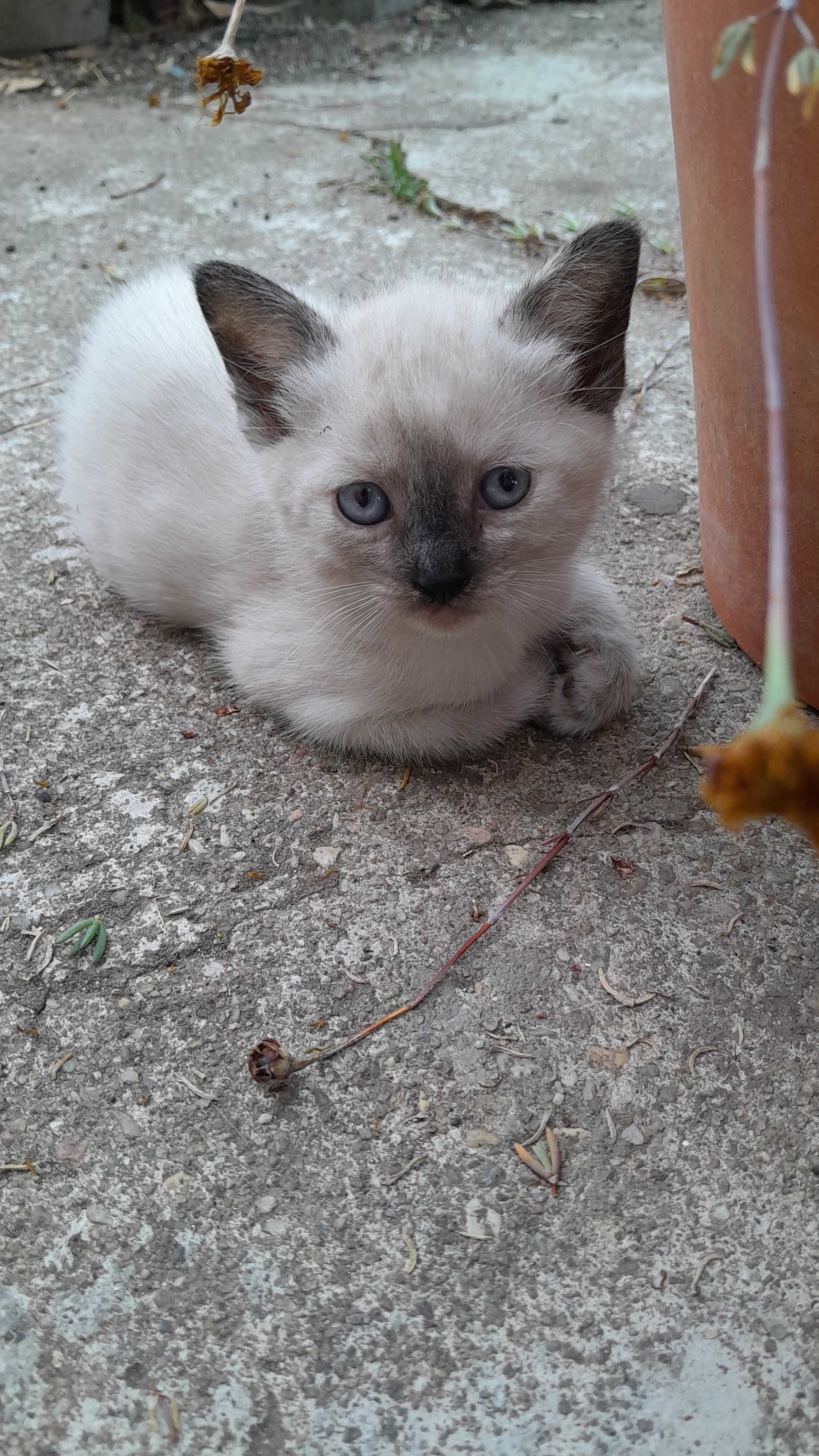 As gatinhas para adopção