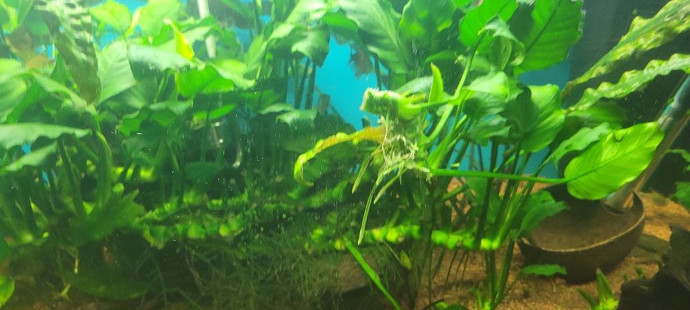 Akwarium prostokątne 112l