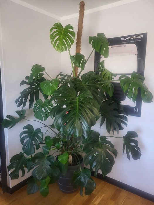 Monstera deliciosa Monstera dziurawa