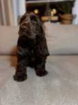 KARMEL szczeniak czekoladowy piesek Cocker Spaniel Angielski
