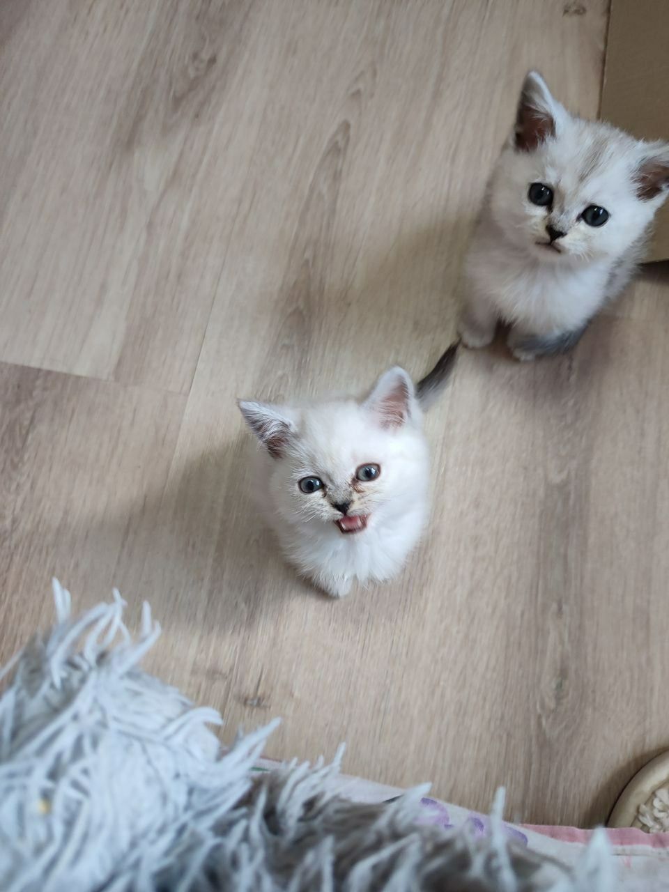 Скоттиш страйт мальчик и девочка