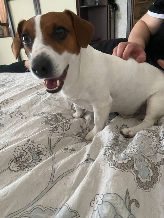 Вязка Чистокровний Джек Рассел Терьер